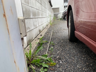 草刈り (5).jpg