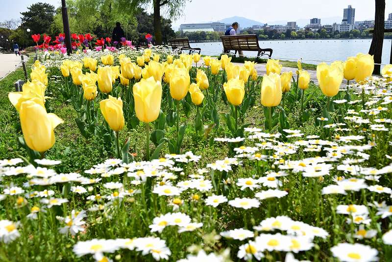 チューリップが満開です | 大濠公園・西公園ダイアリー