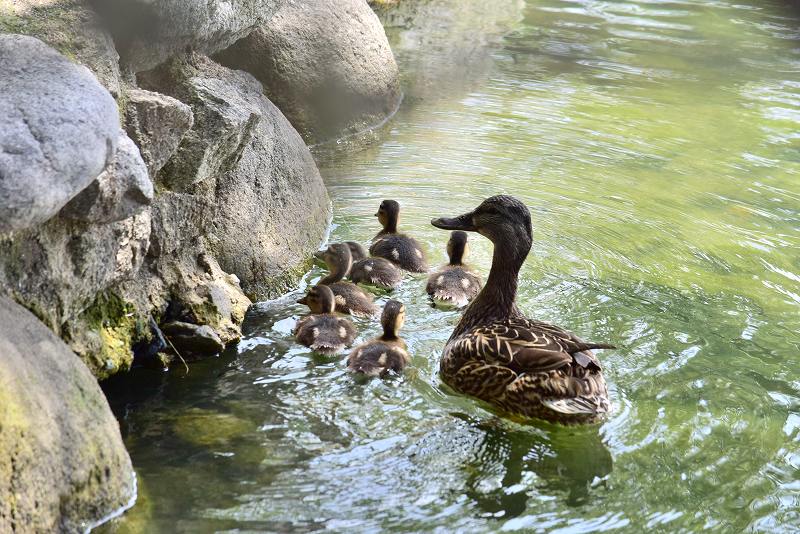 カモの親子 | 大濠公園・西公園ダイアリー