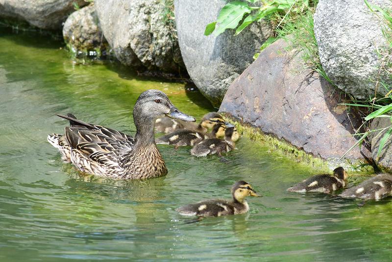 【絵画】ネイチャーアート　「カモの親子」原画 カルガモ親子の絵 色鉛筆画 | アートの輪