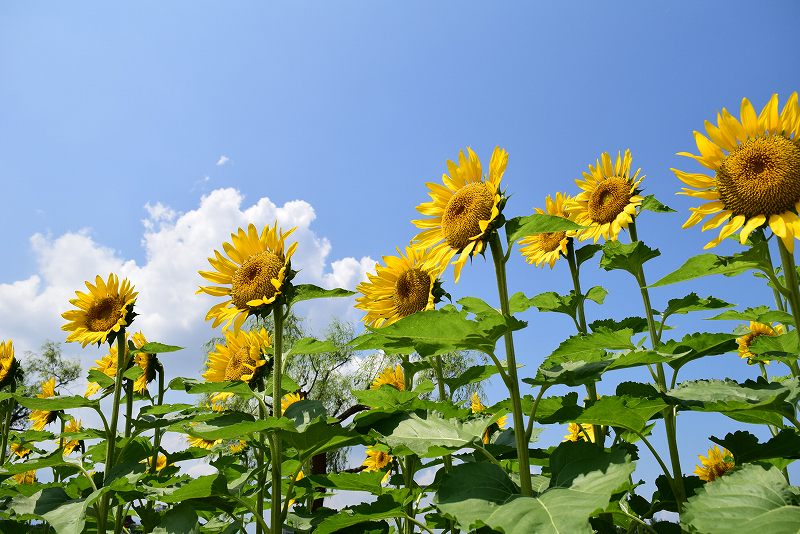 ひまわりが咲いています | 大濠公園・西公園ダイアリー