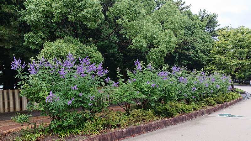 セイヨウニンジンボクが咲いています | 大濠公園・西公園ダイアリー