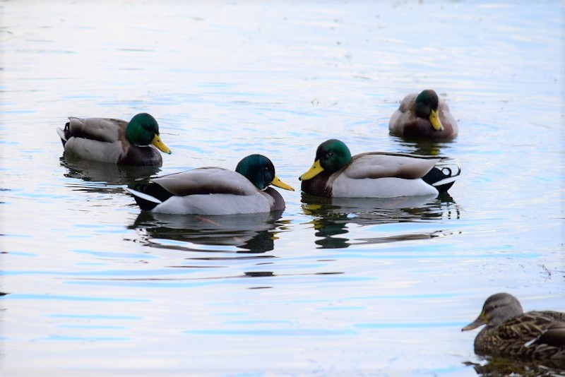 池の渡り鳥たち | 大濠公園・西公園ダイアリー