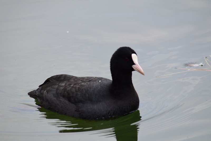 池の渡り鳥たち | 大濠公園・西公園ダイアリー