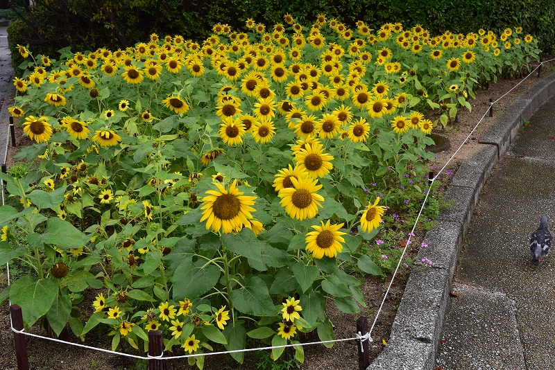 ヒマワリが咲きました | 大濠公園・西公園ダイアリー