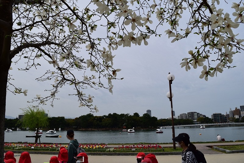 2022年のチューリップ | 大濠公園・西公園ダイアリー