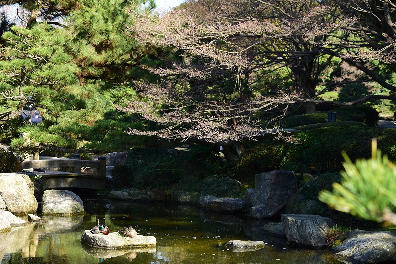 夏の日本庭園の池に鯉と赤い橋♪♪かもの親子 ショップ