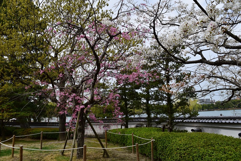 大濠公園・西公園ダイアリー