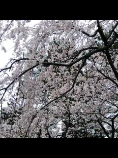 sakura 255-0001-0002.jpg
