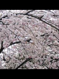 sakura 254-0001-0001.jpg