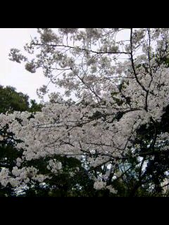sakura 259-0001-0001.jpg
