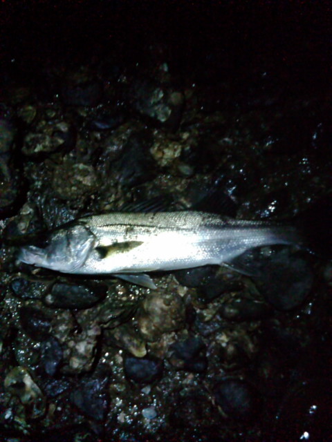 F1000417.jpg