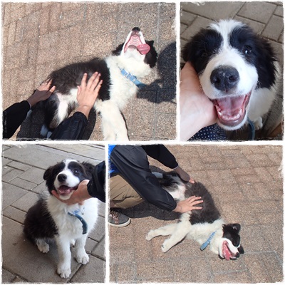 Image result for ç¬ border collie æºå¸¯é»è©±ã§å¼ã³åºã