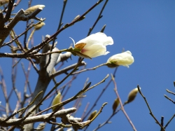 白朋苑のコブシの花