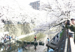 大岡川の桜