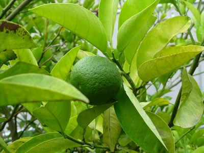 白朋苑の果樹