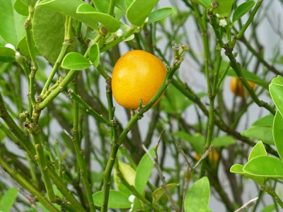 白朋苑の果樹