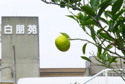 白朋苑のみかん