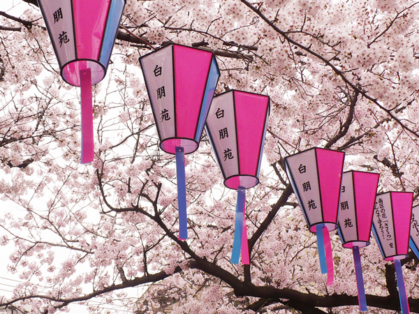 お花見ドライブ