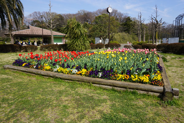 久良岐公園でお花見