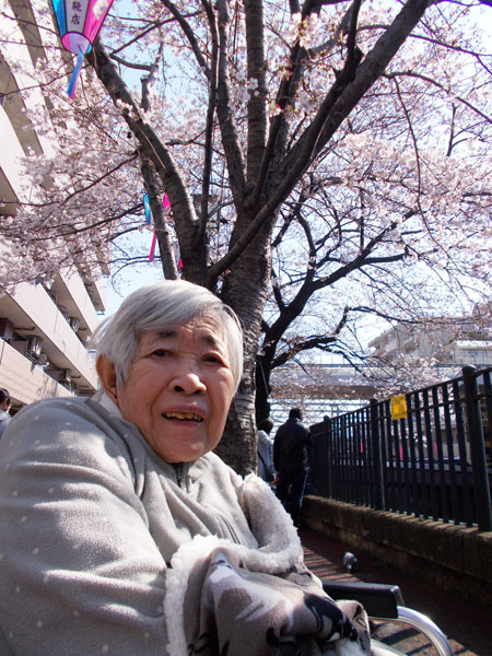 大岡川で桜の花見