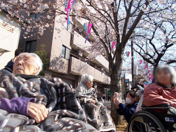 大岡川で桜の花見