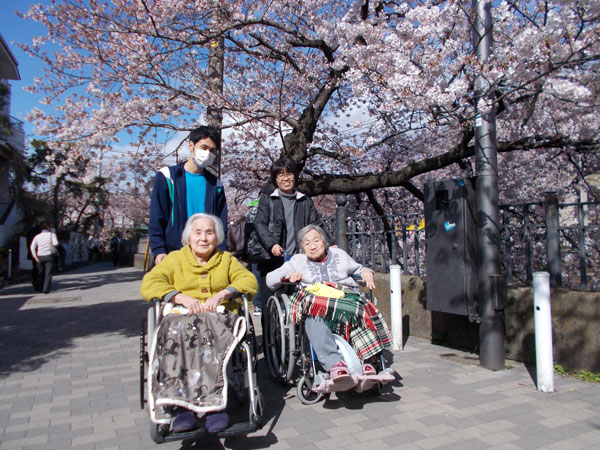 大岡川で桜の花見