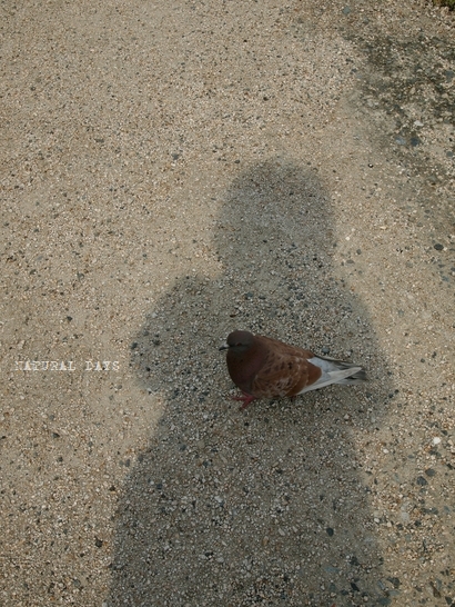 hato