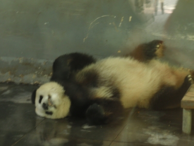 パンダ