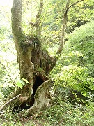ためいきがこぼれる木のたくましさ