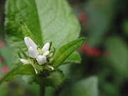 山に咲く白い花