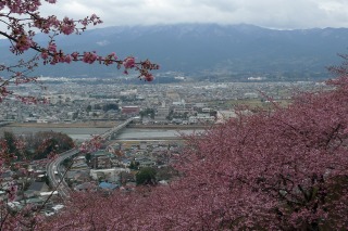 松田の桜
