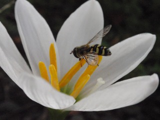蜂