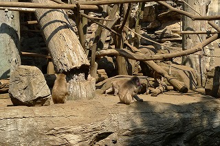 お猿さんの食事タイム