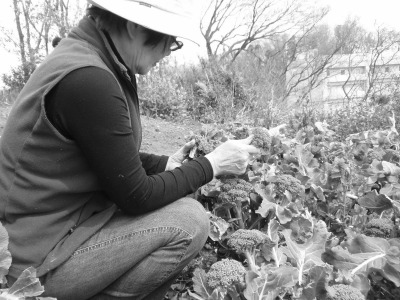 野生化したブロッコリーなど野菜も収穫。