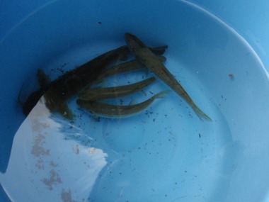 魚も人も喜ぶ川だなって思うんです。