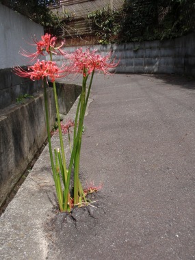 彼岸花
