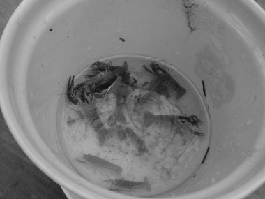 ザリガニ釣りかぁ。