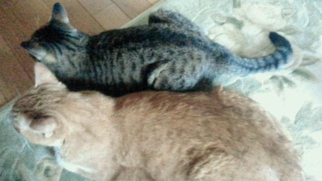 2014070503210000.jpg
