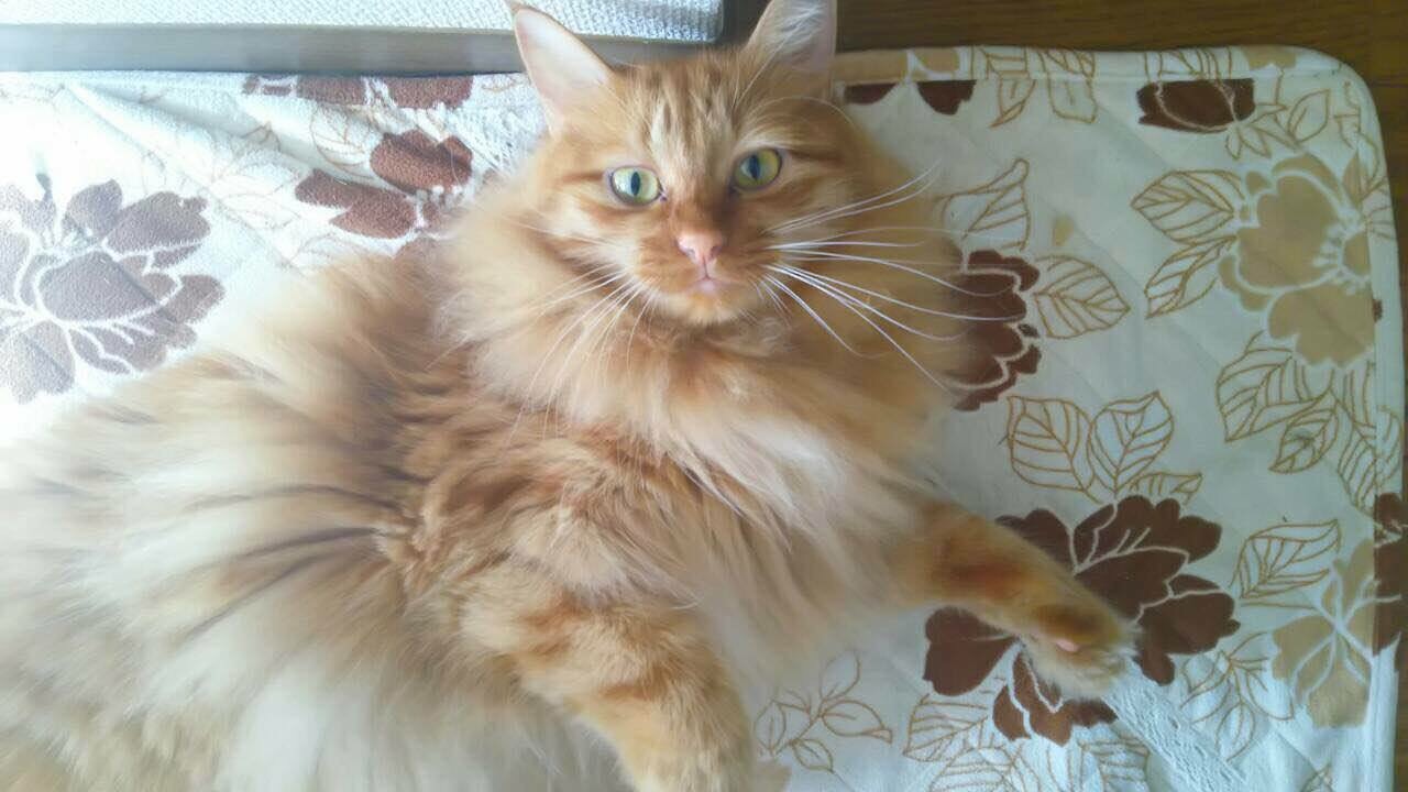 緊急 拡散希望 豊中市で猫を探しています パピのねこ日記