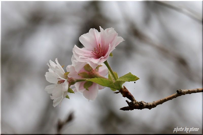 十月桜