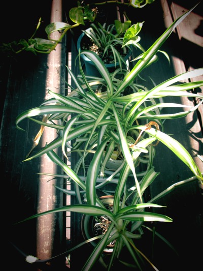 植物