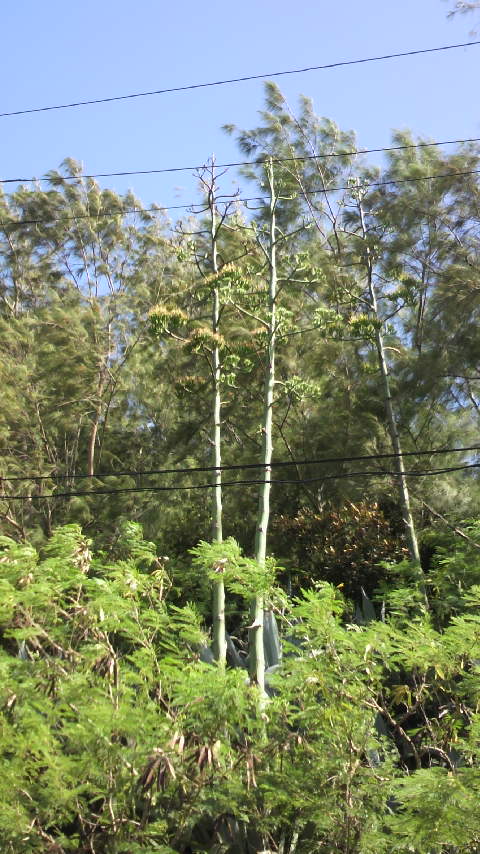 2010070508300000.jpg