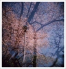 HOKGAで撮った桜