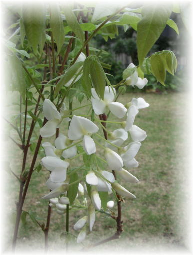 白い藤の花