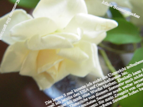 9月の白い薔薇