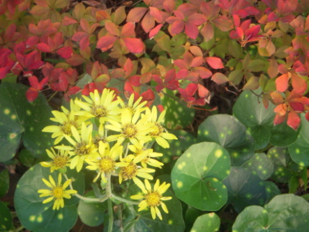 つわぶきと紅葉