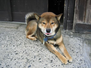 isamu