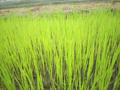 田植え