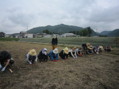 田植え